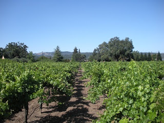 Sonoma, California Vineyard