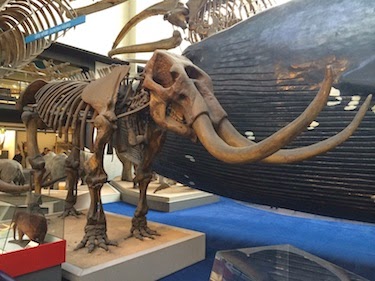 Chuck and Lori's Travel Blog - A Wooly Mammoth Skeleton