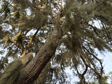 Chuck and Lori's Travel Blog - Moss-Covered Oaks in Panama City
