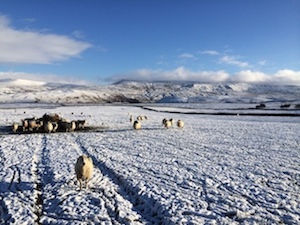 Chuck and Lori's Travel Blog - Aloof sheep in snow-covered field, Cumbria, England