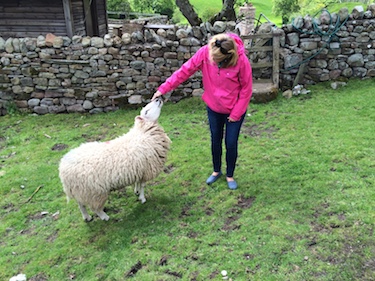 Chuck and Lori's Travel Blog - Lori petting a sheep