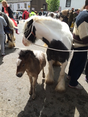 Chuck and Lori's Travel Blog - Mare and Foal, Appleby Horse Fair