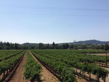 Rows and rows of beautiful zinfandel grapes