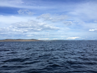 Whale watching, Puget Sound, Seattle, WA