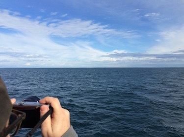 Whale watching, Puget Sound, Seattle, WA