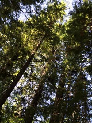 Majestic Trees of Oregon and Washington