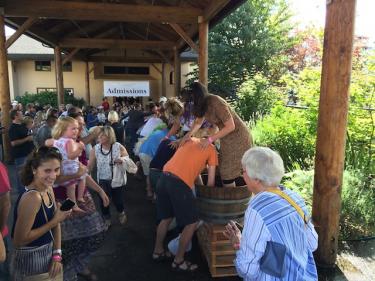 Willamette Valley Vineyards Grape Stomping Contest