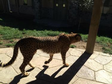 Cheetah display at The Columbus Zoo