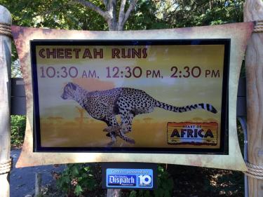 Schedule for Cheetah Run display at The Columbus Zoo