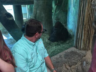 Gorilla display at The Columbus Zoo