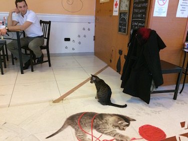 Budapest Cat Cafe