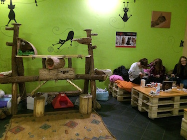 Budapest Cat Cafe