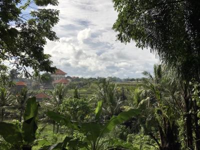 Coffee plantation, Bali