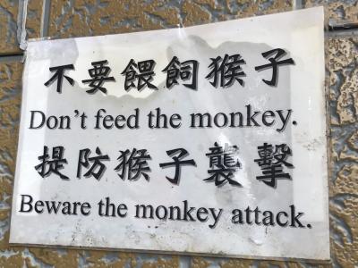 Beware The Monkey Attack