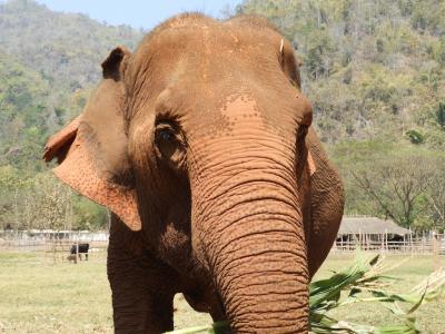 Elephant Nature Park, Chiangmai Thailand